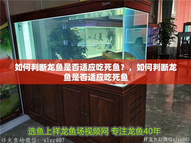 如何判斷龍魚是否適應吃死魚？，如何判斷龍魚是否適應吃死魚