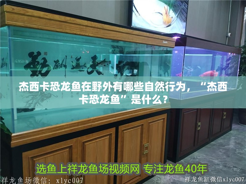 杰西卡恐龍魚在野外有哪些自然行為，“杰西卡恐龍魚”是什么？