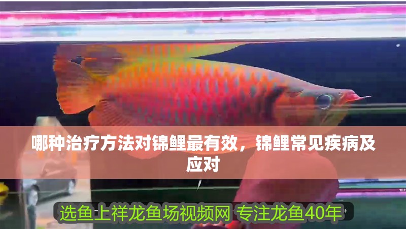 哪種治療方法對(duì)錦鯉最有效，錦鯉常見疾病及應(yīng)對(duì)