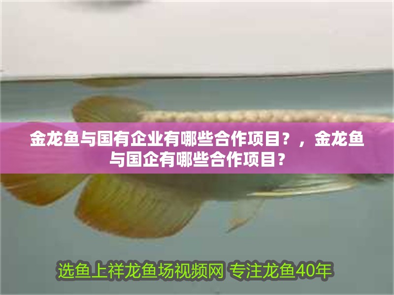 金龍魚與國有企業有哪些合作項目？，金龍魚與國企有哪些合作項目？