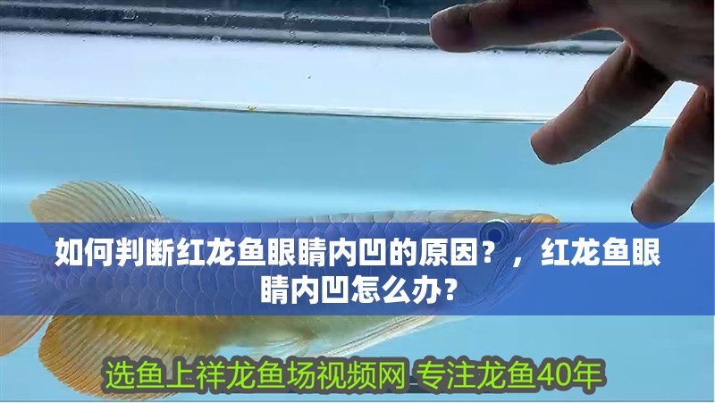 如何判斷紅龍魚眼睛內凹的原因？，紅龍魚眼睛內凹怎么辦？