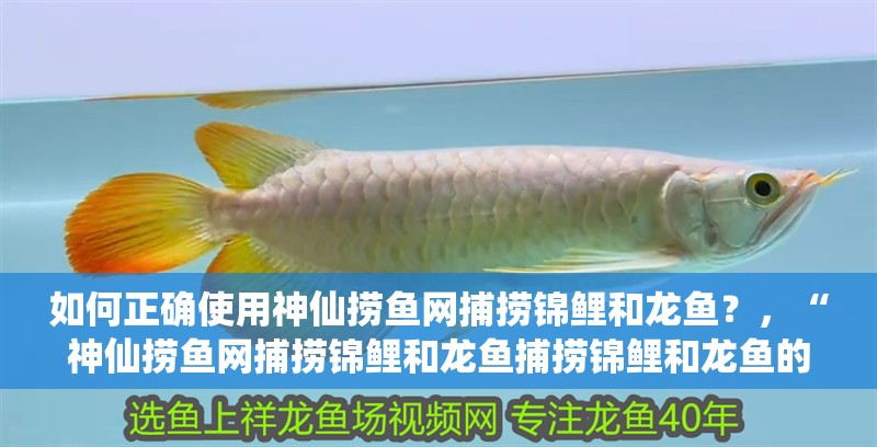 如何正確使用神仙撈魚網捕撈錦鯉和龍魚？，“神仙撈魚網捕撈錦鯉和龍魚捕撈錦鯉和龍魚的使用方法
