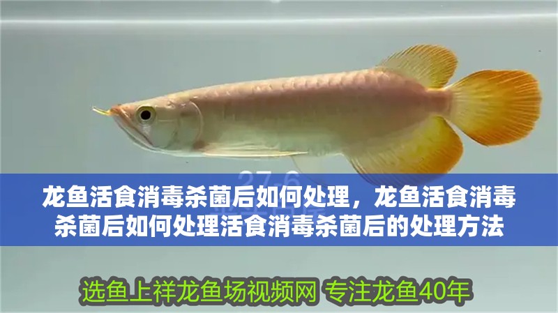 龍魚活食消毒殺菌后如何處理，龍魚活食消毒殺菌后如何處理活食消毒殺菌后的處理方法