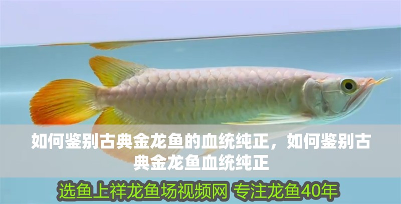 如何鑒別古典金龍魚的血統純正，如何鑒別古典金龍魚血統純正