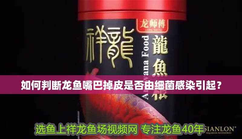 如何判斷龍魚嘴巴掉皮是否由細菌感染引起？