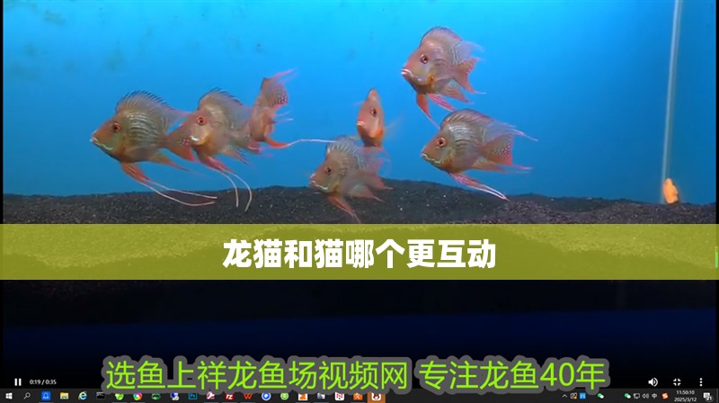 龍貓和貓哪個更互動
