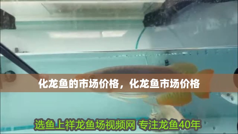 化龍魚的市場價(jià)格，化龍魚市場價(jià)格