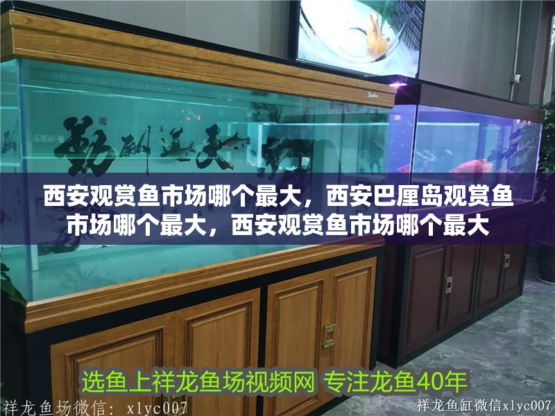 西安觀賞魚市場哪個最大，西安巴厘島觀賞魚市場哪個最大，西安觀賞魚市場哪個最大