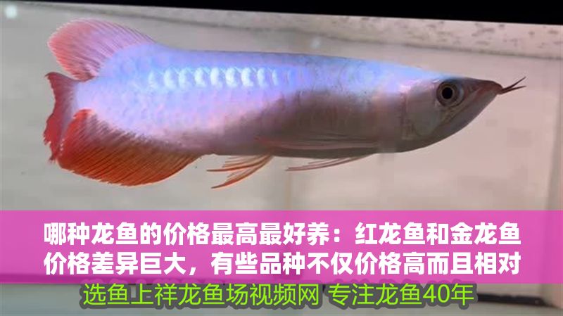 哪種龍魚的價格最高最好養(yǎng)：紅龍魚和金龍魚價格差異巨大，有些品種不僅價格高而且相對容易飼養(yǎng)
