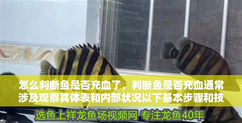 怎么判斷魚是否充血了，判斷魚是否充血通常涉及觀察其體表和內(nèi)部狀況以下基本步驟和技巧