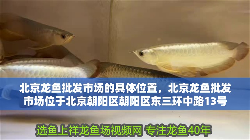 北京龍魚批發(fā)市場的具體位置，北京龍魚批發(fā)市場位于北京朝陽區(qū)朝陽區(qū)東三環(huán)中路13號