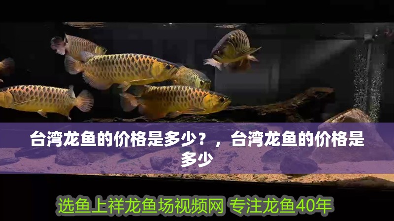 臺灣龍魚的價格是多少？，臺灣龍魚的價格是多少