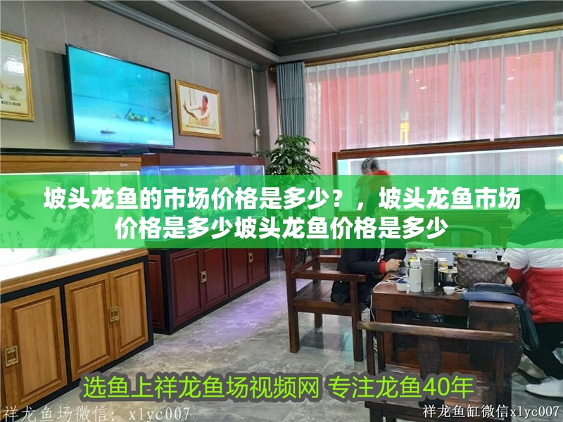 坡頭龍魚的市場價格是多少？，坡頭龍魚市場價格是多少坡頭龍魚價格是多少