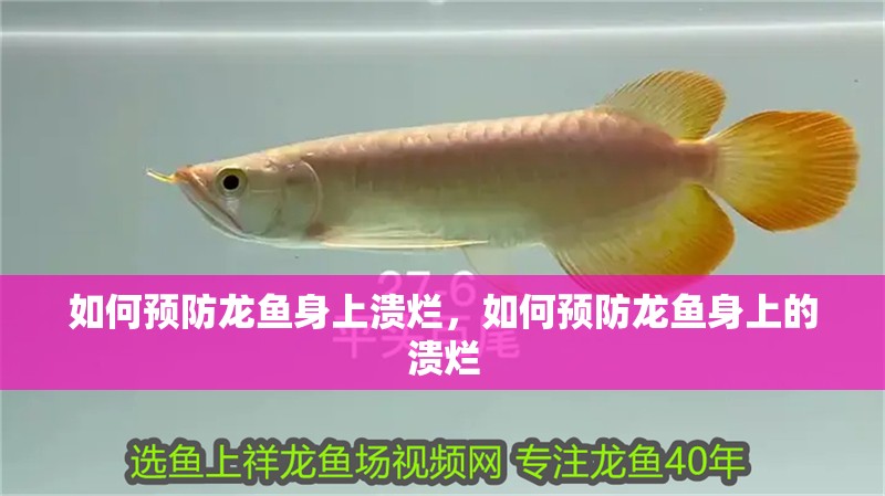 如何預防龍魚身上潰爛，如何預防龍魚身上的潰爛