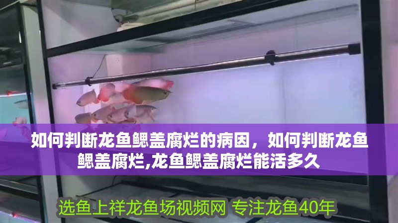 如何判斷龍魚鰓蓋腐爛的病因，如何判斷龍魚鰓蓋腐爛,龍魚鰓蓋腐爛能活多久
