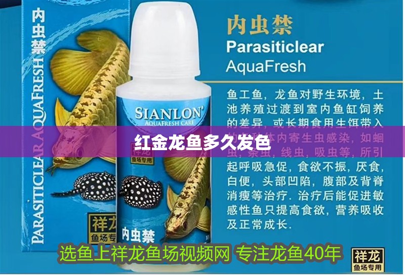 紅金龍魚多久發色