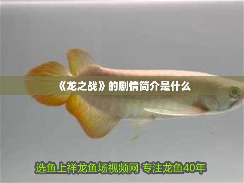 《龍之戰》的劇情簡介是什么