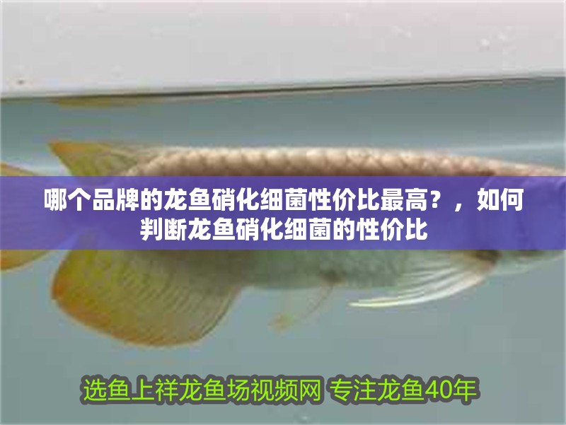 哪個(gè)品牌的龍魚硝化細(xì)菌性價(jià)比最高？，如何判斷龍魚硝化細(xì)菌的性價(jià)比