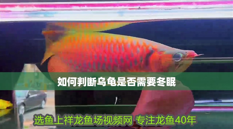 如何判斷烏龜是否需要冬眠