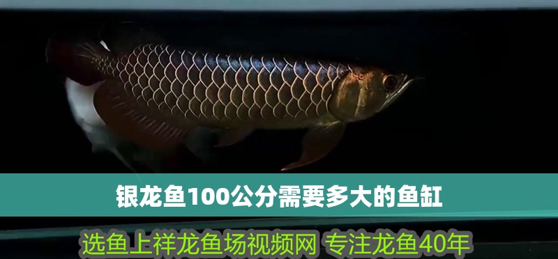 銀龍魚100公分需要多大的魚缸