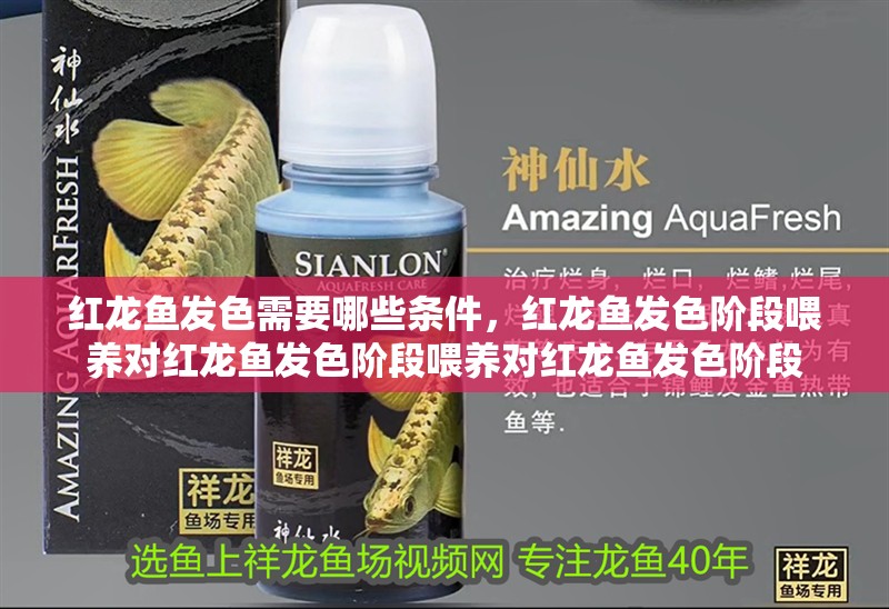 紅龍魚發(fā)色需要哪些條件，紅龍魚發(fā)色階段喂養(yǎng)對紅龍魚發(fā)色階段喂養(yǎng)對紅龍魚發(fā)色階段