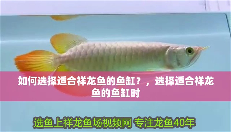 如何選擇適合祥龍魚的魚缸？，選擇適合祥龍魚的魚缸時(shí)