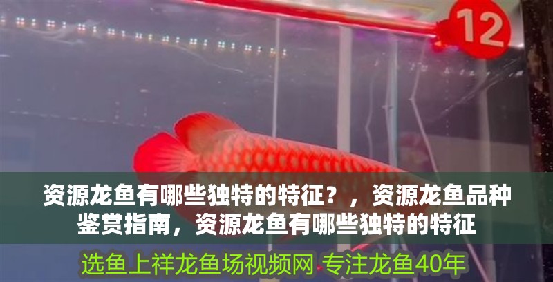 資源龍魚有哪些獨特的特征？，資源龍魚品種鑒賞指南，資源龍魚有哪些獨特的特征
