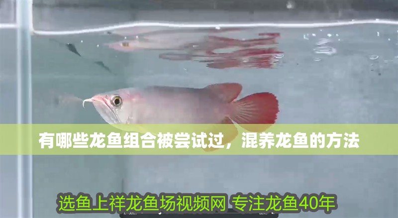 有哪些龍魚組合被嘗試過，混養(yǎng)龍魚的方法