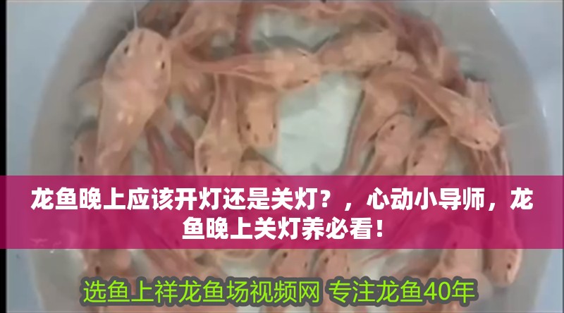 龍魚晚上應(yīng)該開燈還是關(guān)燈？，心動小導(dǎo)師，龍魚晚上關(guān)燈養(yǎng)必看！
