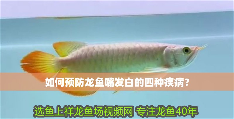 如何預防龍魚嘴發白的四種疾病？