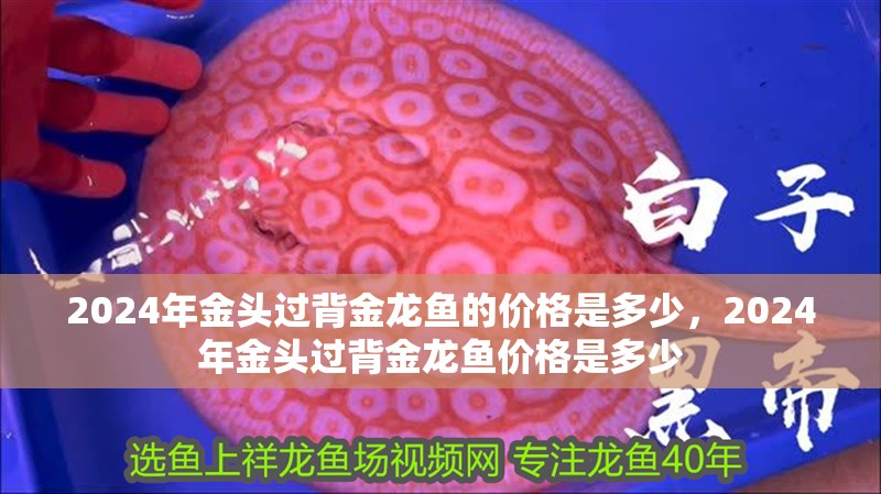 2024年金頭過背金龍魚的價格是多少，2024年金頭過背金龍魚價格是多少