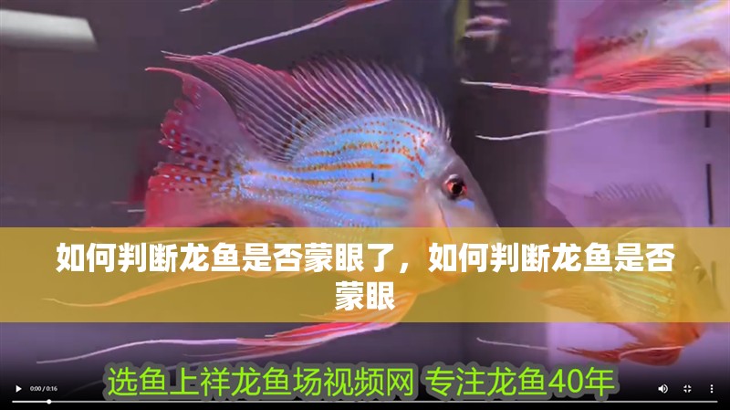 如何判斷龍魚是否蒙眼了，如何判斷龍魚是否蒙眼
