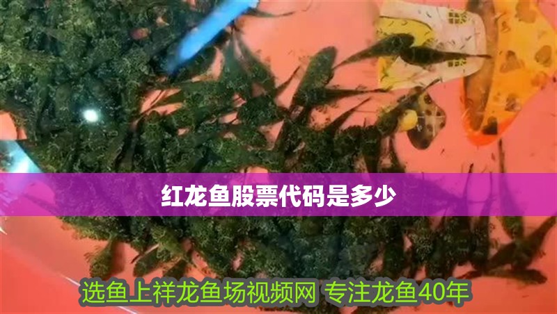紅龍魚股票代碼是多少