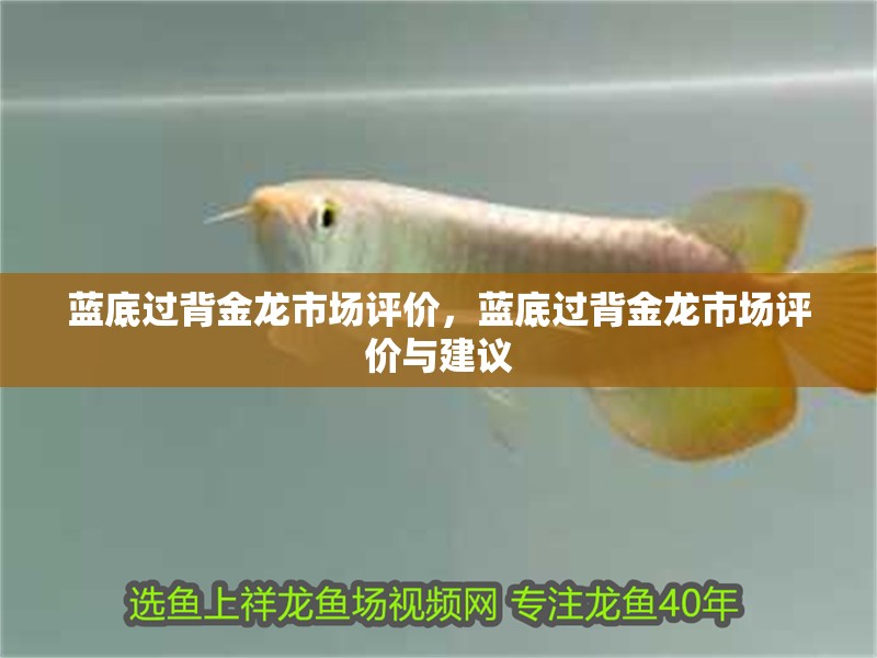 藍底過背金龍市場評價，藍底過背金龍市場評價與建議
