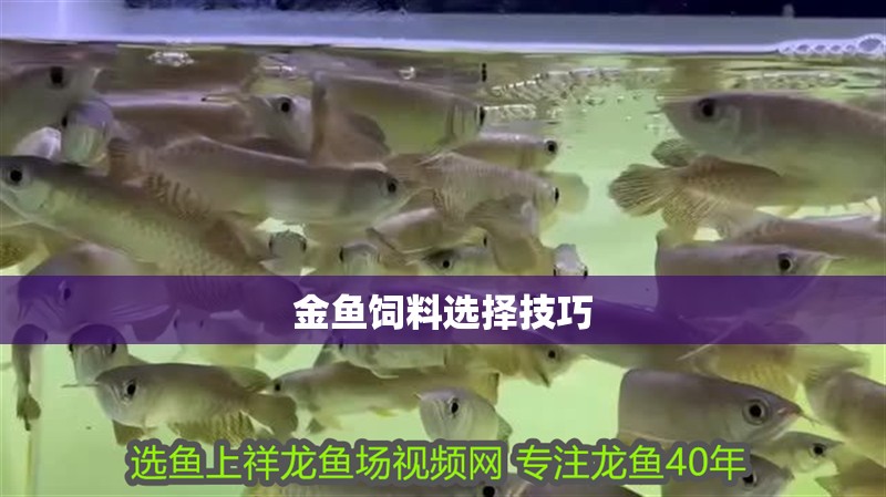 金魚飼料選擇技巧