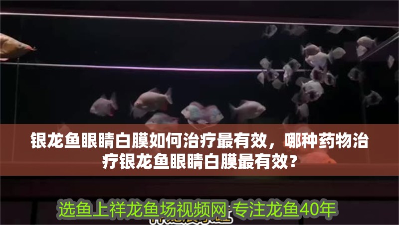 銀龍魚眼睛白膜如何治療最有效，哪種藥物治療銀龍魚眼睛白膜最有效？