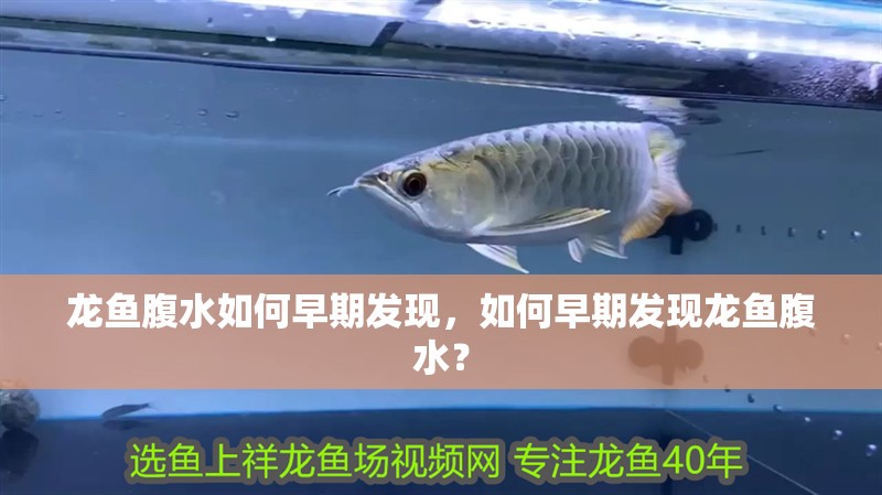 龍魚腹水如何早期發現，如何早期發現龍魚腹水？
