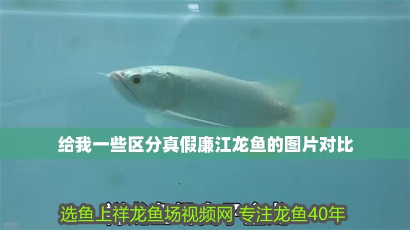 給我一些區(qū)分真假廉江龍魚的圖片對(duì)比