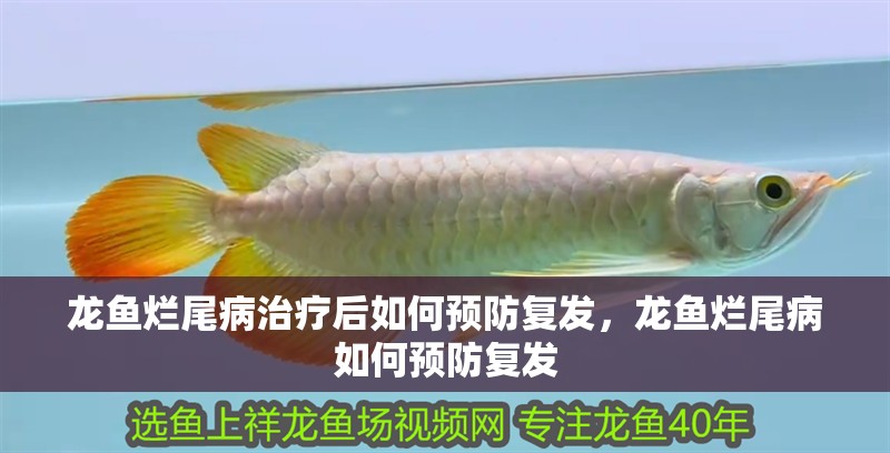 龍魚爛尾病治療后如何預防復發,龍魚爛尾病如何預防復發