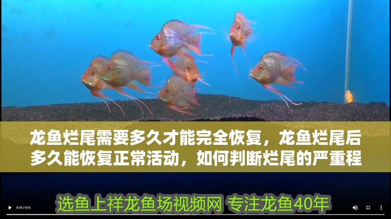龍魚爛尾需要多久才能完全恢復(fù)，龍魚爛尾后多久能恢復(fù)正?；顒樱绾闻袛酄€尾的嚴重程度？