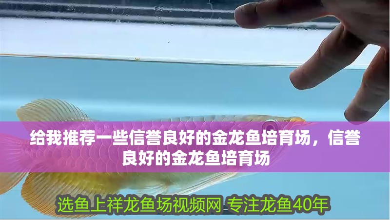 給我推薦一些信譽良好的金龍魚培育場，信譽良好的金龍魚培育場