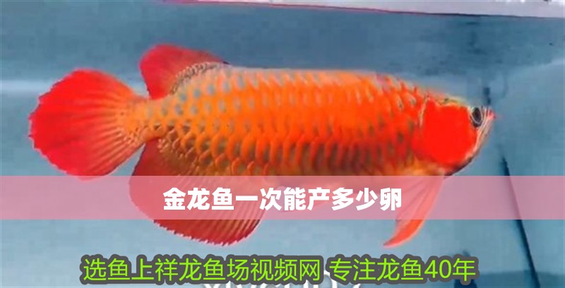 金龍魚一次能產多少卵