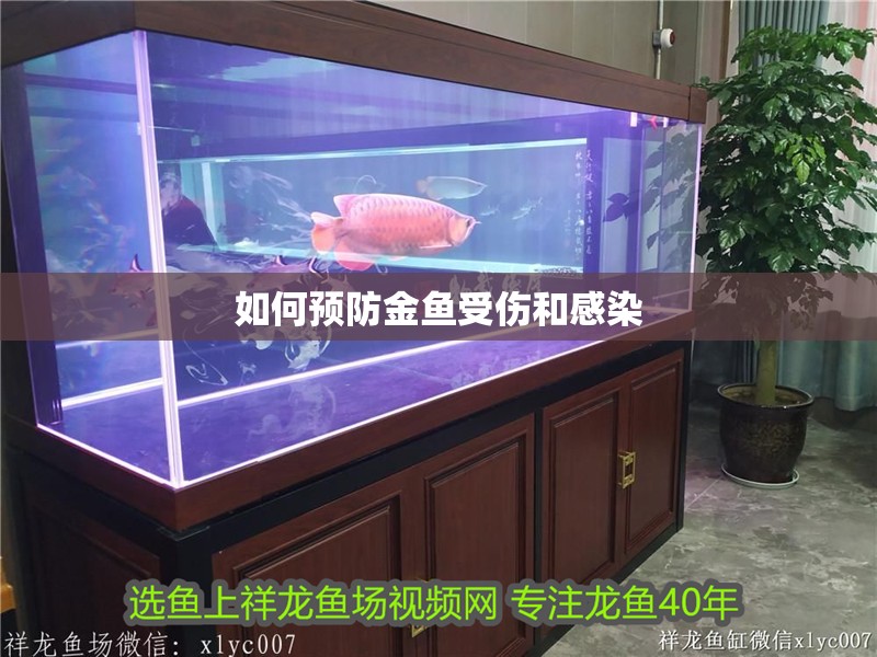 如何預(yù)防金魚受傷和感染