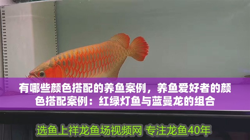 有哪些顏色搭配的養(yǎng)魚案例，養(yǎng)魚愛好者的顏色搭配案例：紅綠燈魚與藍(lán)曼龍的組合