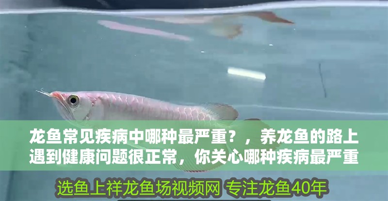 龍魚常見疾病中哪種最嚴(yán)重？，養(yǎng)龍魚的路上遇到健康問題很正常，你關(guān)心哪種疾病最嚴(yán)重
