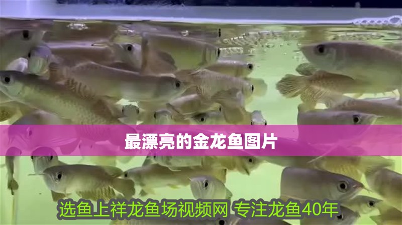 最漂亮的金龍魚圖片
