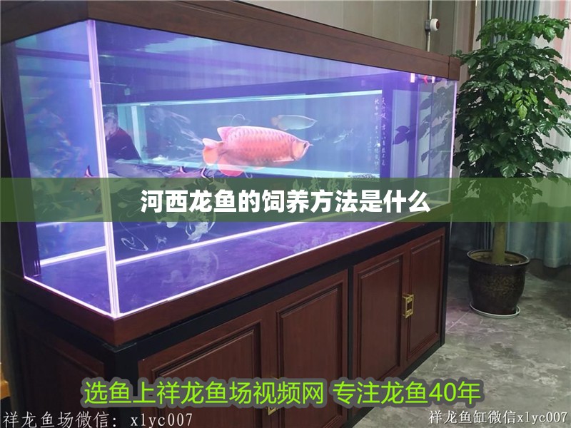 河西龍魚的飼養方法是什么