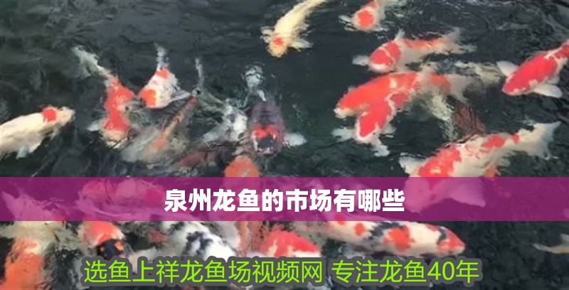 泉州龍魚的市場有哪些