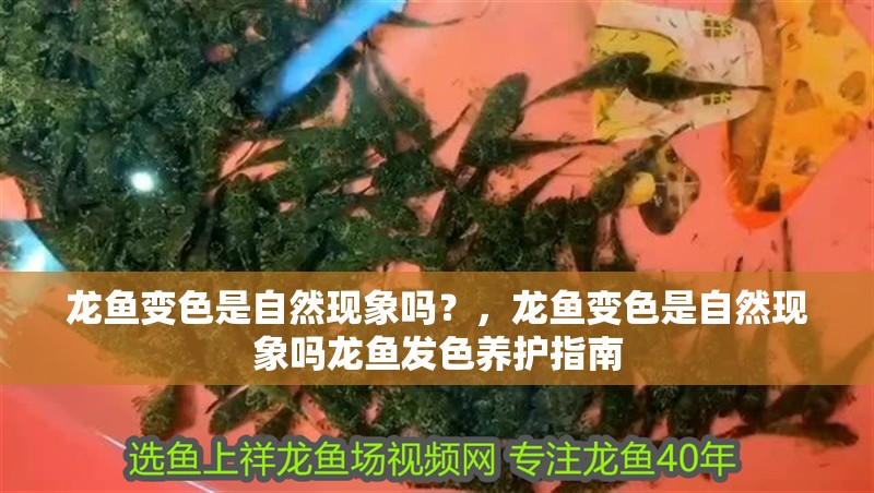 龍魚變色是自然現象嗎？，龍魚變色是自然現象嗎龍魚發色養護指南