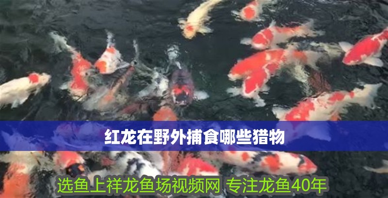 紅龍在野外捕食哪些獵物